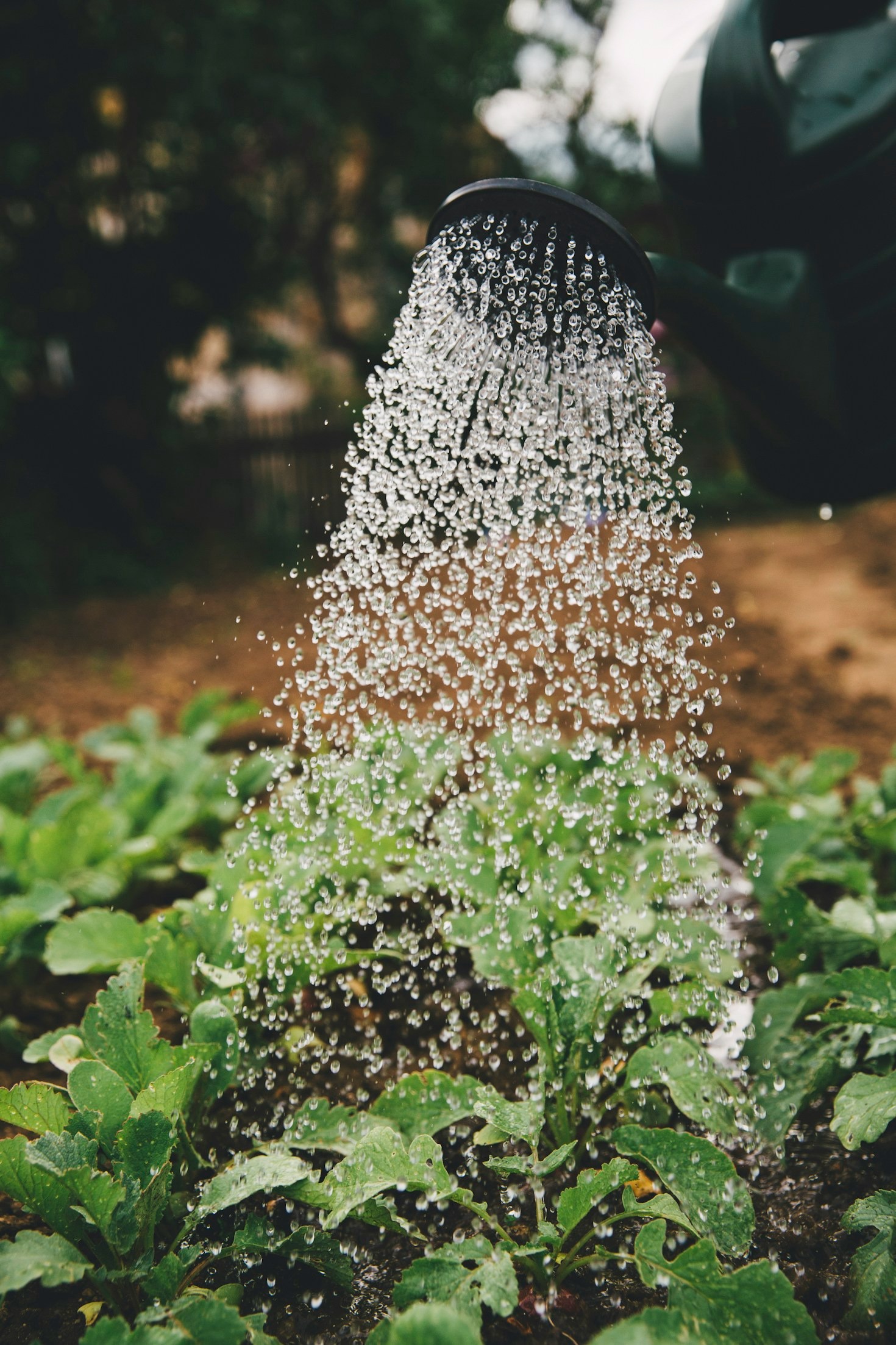 Tips for Maintaining a Sustainable Urban Garden