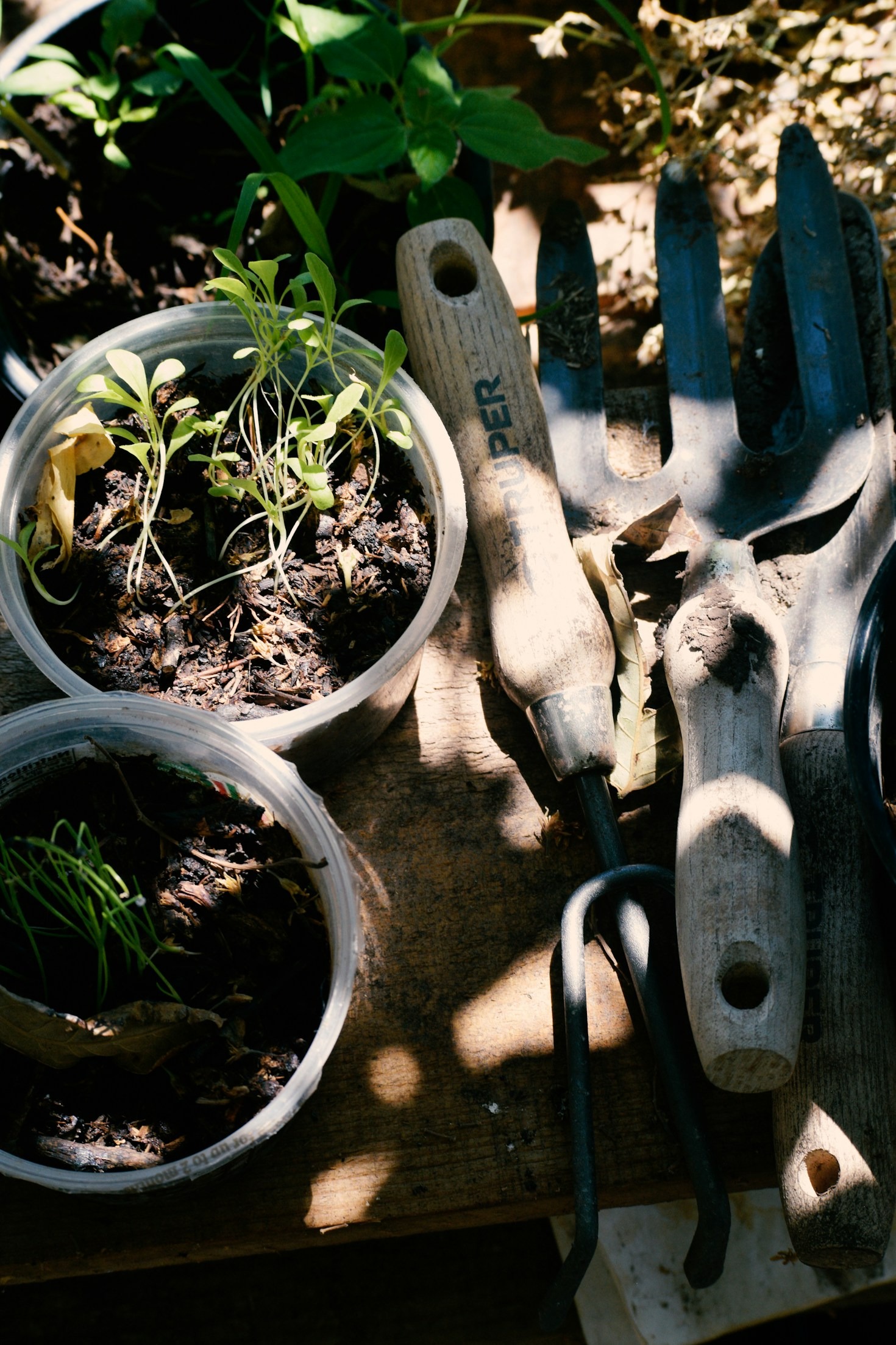Why Urban Gardening is the Future of City Living